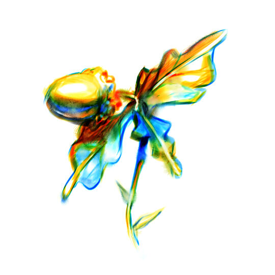 Complimentary Plant Study